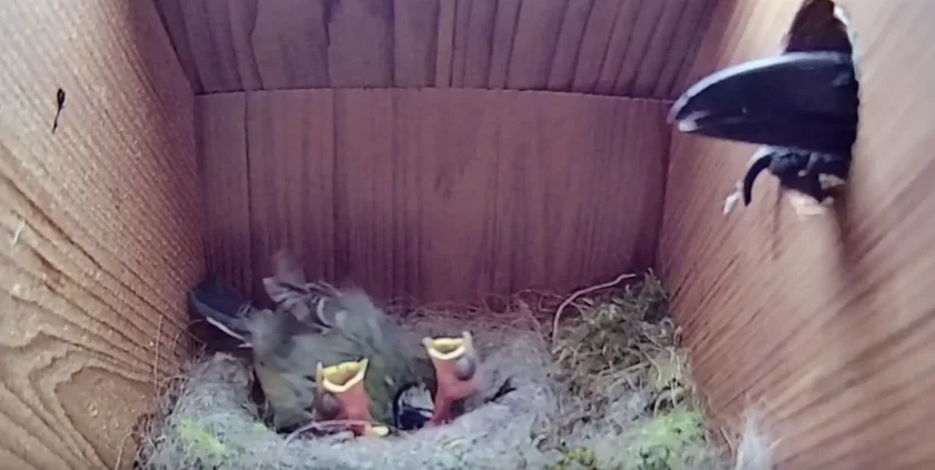[Vidéo] Attaque d’une pie dans un nichoir à mésanges