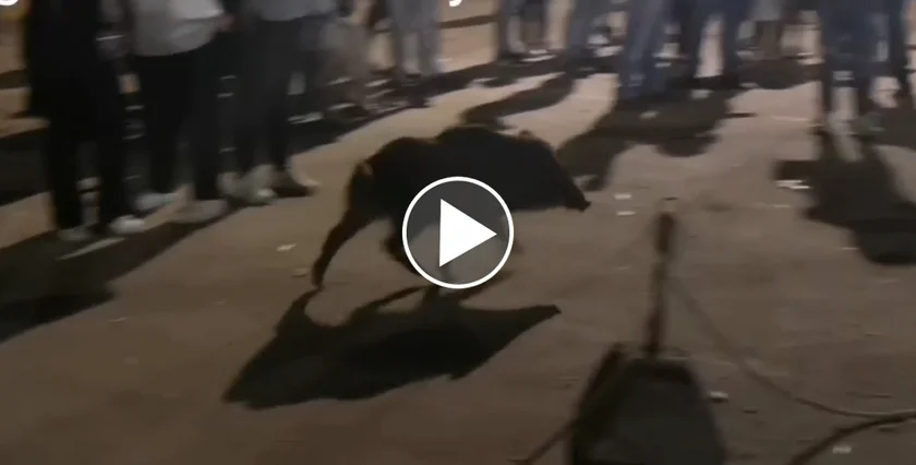 [Vidéo] 2 sangliers s’invitent à une fête de village