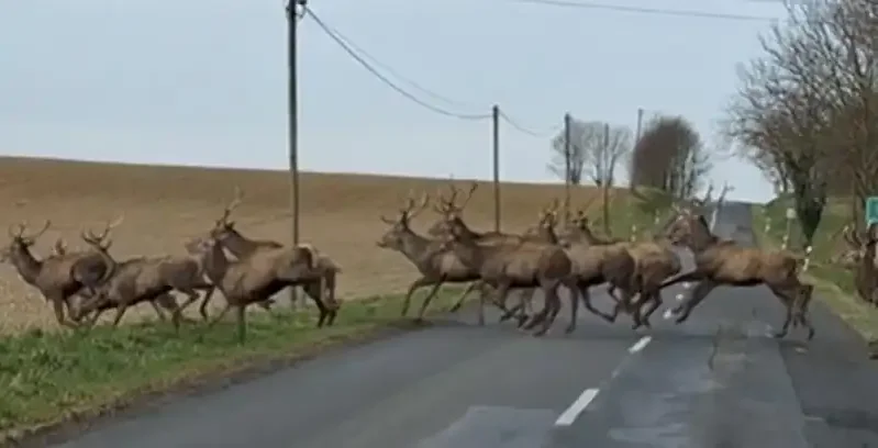 [Vidéo] Une superbe harde de cerfs coupe la route devant une voiture