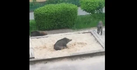 Vidéo : des sangliers jouent dans un bac à sable