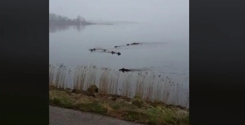 Vidéo : une belle troupe de sanglier qui sort de l’eau