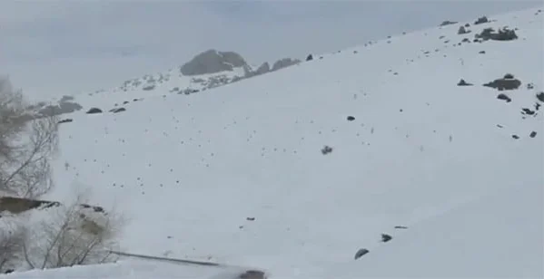 Vidéo : une énorme compagnie de perdreaux