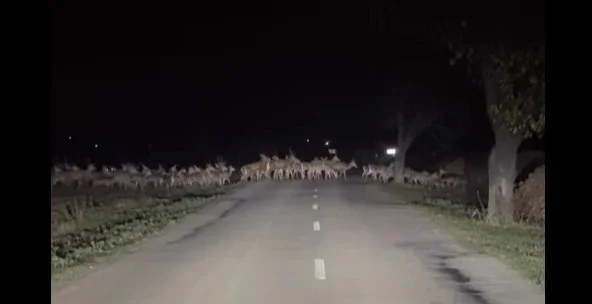 [Vidéo] Une harde de cervidés littéralement impressionnante
