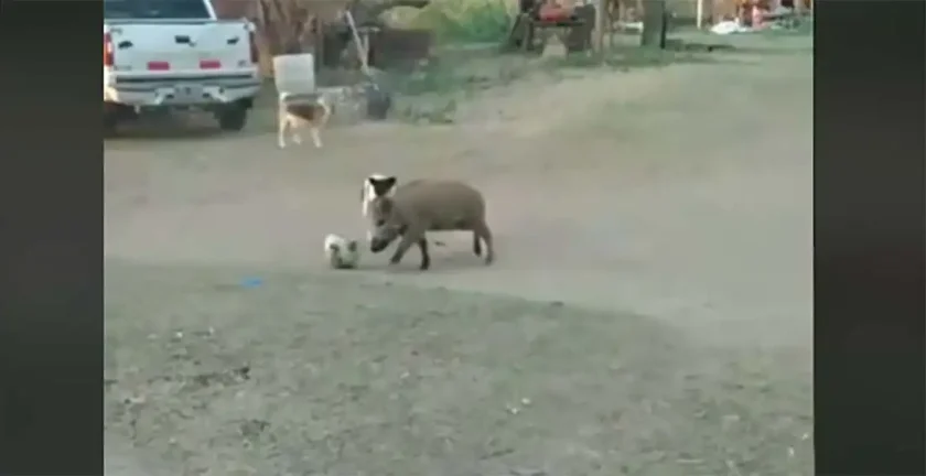 [Vidéo] Un sanglier très bon joueur de foot