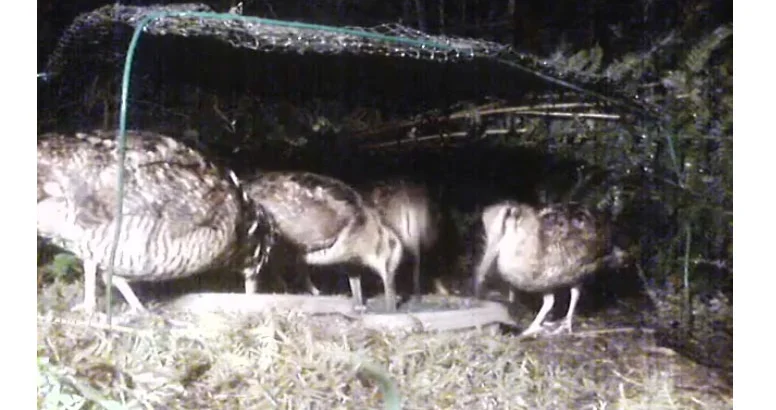 Vidéo : 4 bécasses filmées de nuit en train de vermiller