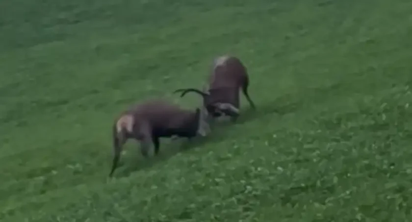 [Vidéo] Un combat acharné entre 2 cerfs