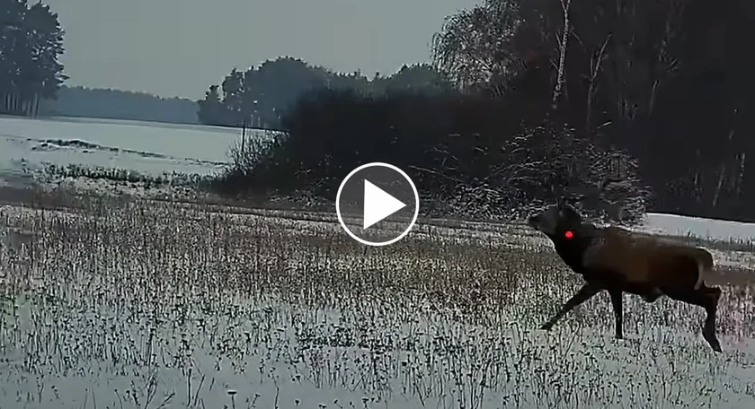 [Vidéo] Compilation de tirs sur cervidés en Pologne