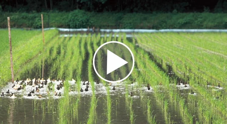 Vidéos : des canards agriculteurs