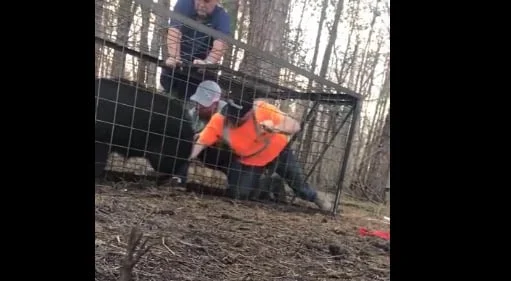 Vidéo : il rentre dans la cage d’un sanglier pour le liberer, c’est une mauvais idée !