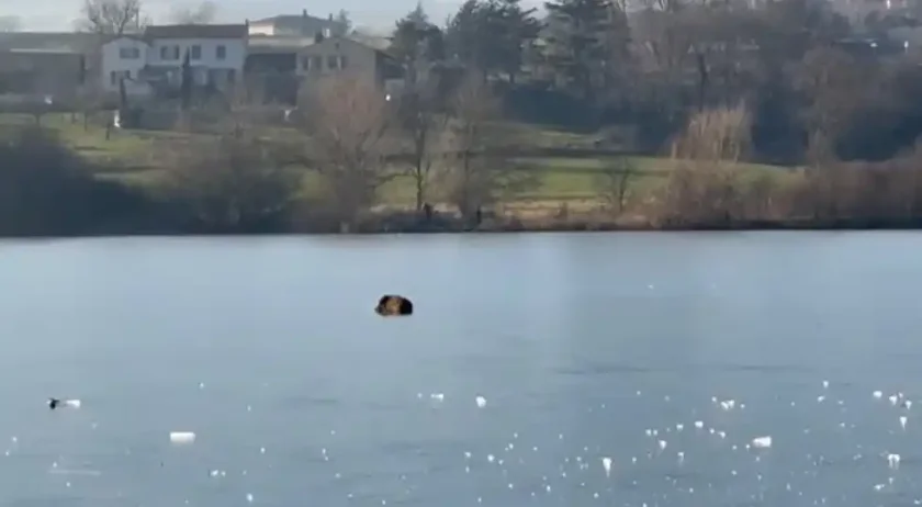 [Vidéo] Un sanglier en grande difficulté sur la glace