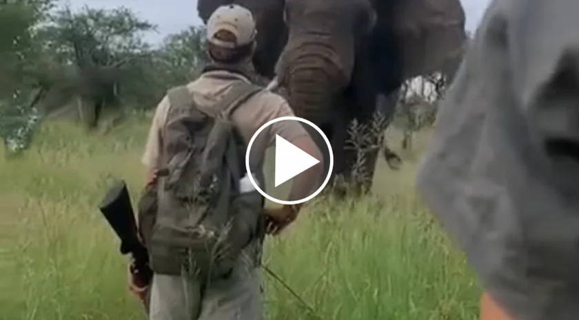 [Vidéo] Un homme fait face à un éléphant qui le charge
