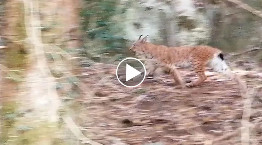 [Vidéo] Un lynx filmé de jour en pleine battue