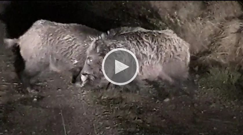 [Vidéo] Deux sangliers se livrent un combat impitoyable