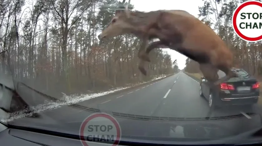 [Vidéo] Une harde de cervidés saute à pleine vitesse sur des voitures