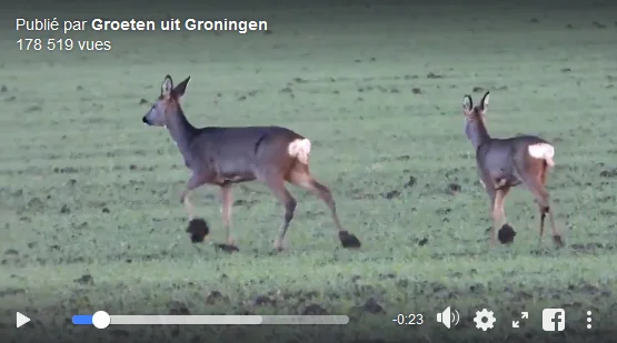 Vidéo : les chevreuils aussi galèrent à marcher dans les champs