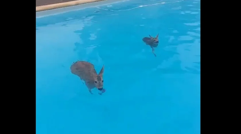 [Vidéo] Une chevrette et 2 faons prisonniers d'une piscine