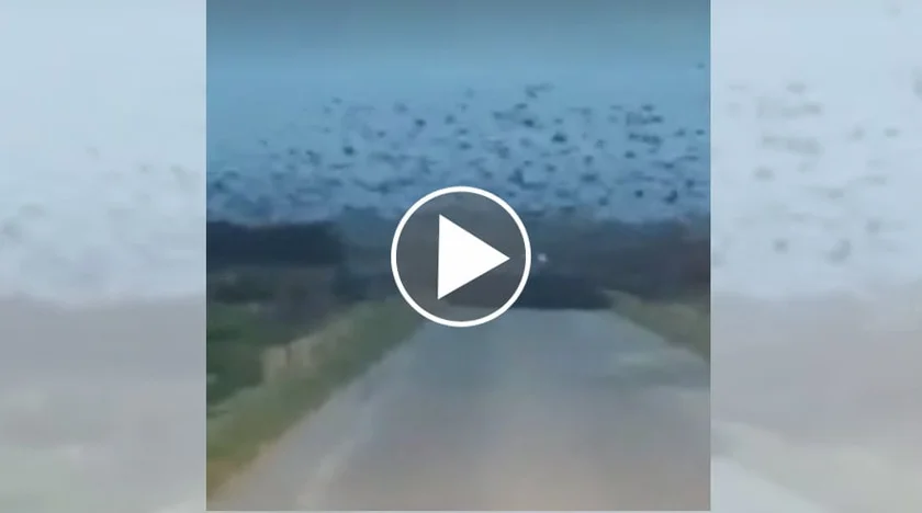 [Vidéo] Un immense vol d’étourneaux filmé sur une route en Bretagne