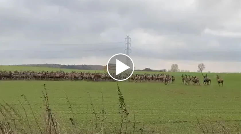 [Vidéo] Une harde sublime de cervidés traverse la route