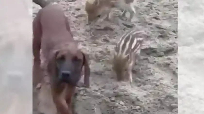 [Vidéo] Un chien de sang bien dressé !