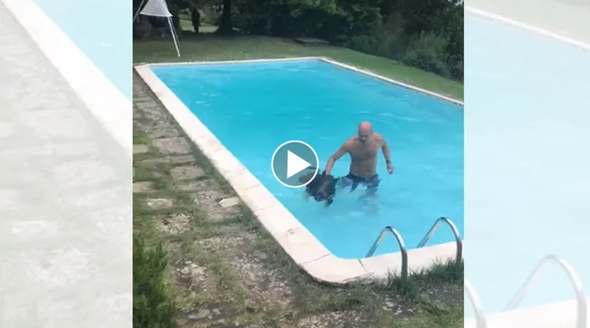 [Vidéo] Un sanglier qui ne veut pas sortir de la piscine