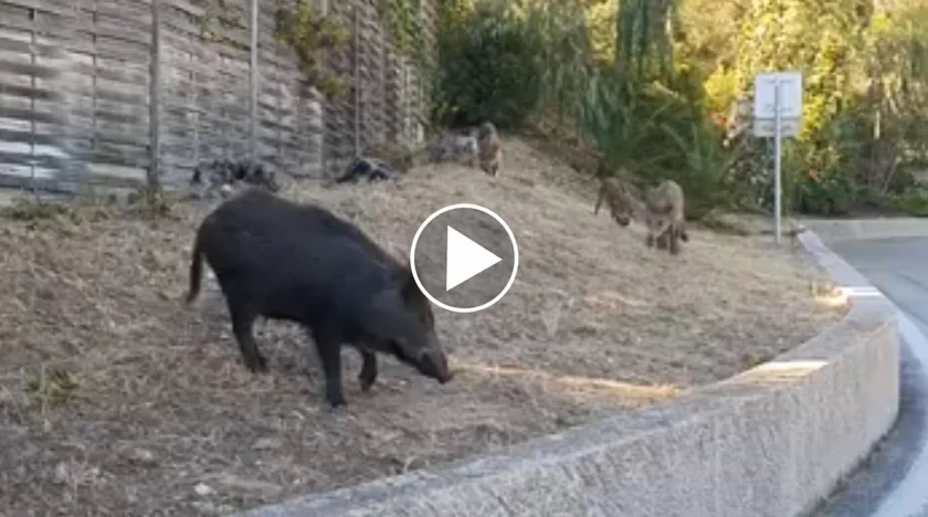 [Vidéo] Des sangliers de plus en plus présents en ville
