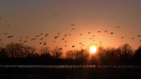Vidéo : (grosse) compilation chasse aux canards aux USA
