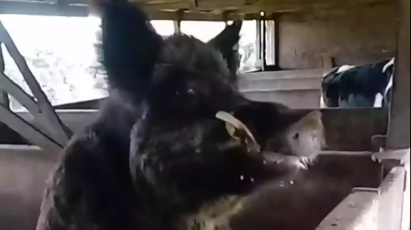 [Vidéo] Un sanglier croisé aux défenses hors normes
