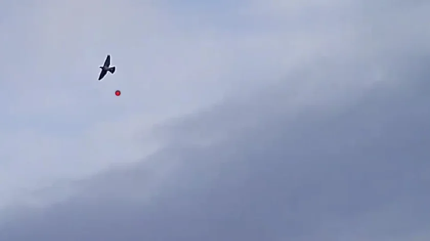 Vidéo : apprenez à tirer le pigeon avec cette vidéo instructive