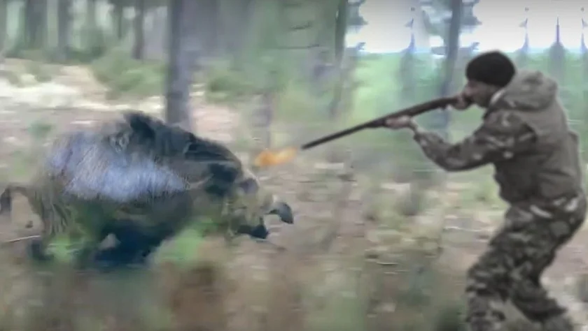Vidéo : chasse aux grands gibiers en Pologne