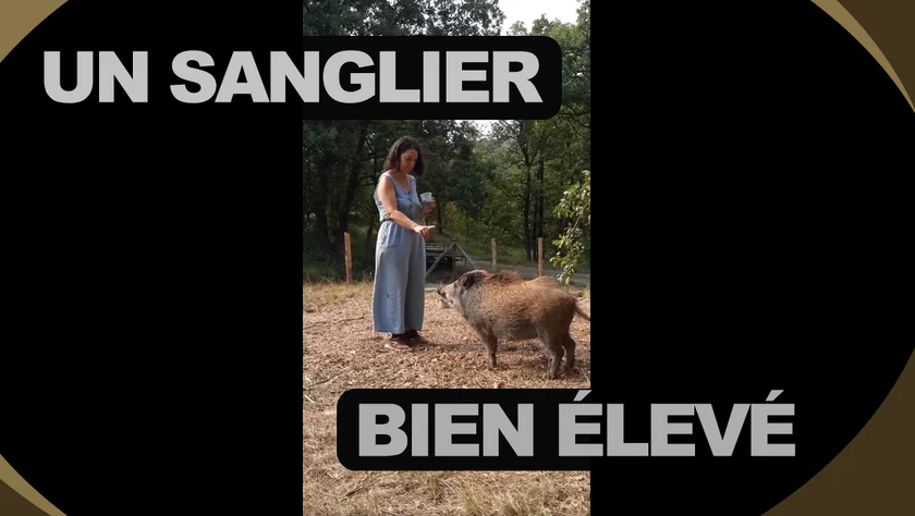 [vidéo] Un sanglier bien élevé !