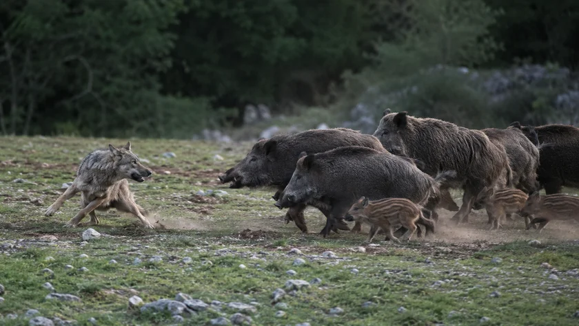 [Vidéo] Saisissant combat entre un loup et une compagnie de sangliers
