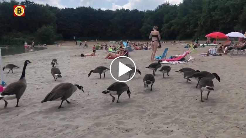[Vidéo] Sur cette plage les touristes se baignent avec les bernaches
