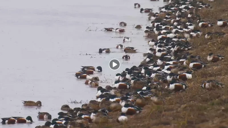 Vidéo : concentration de canards souchet
