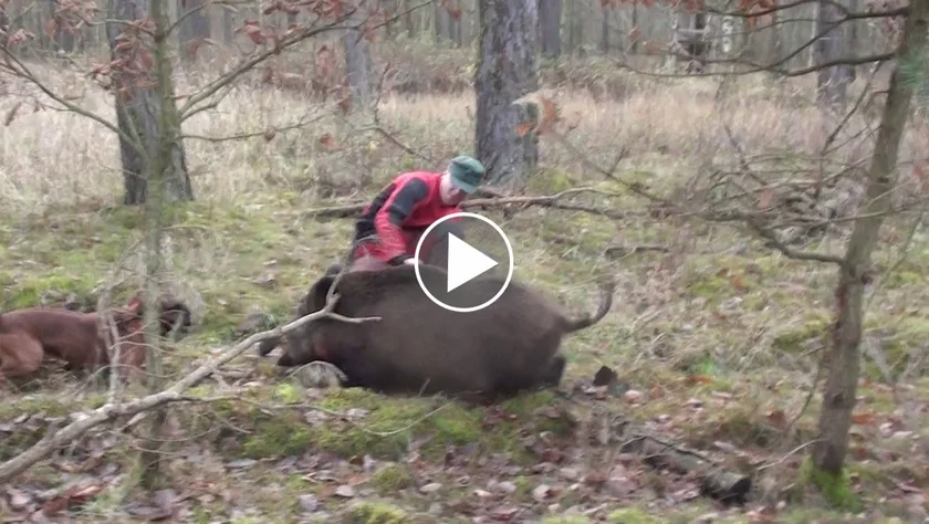 [Vidéo] Un chasseur violemment chargé par un sanglier