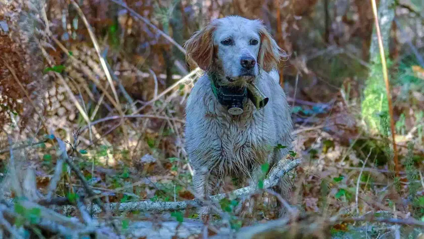 chasse-a-la-becasse