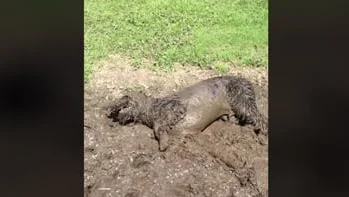 Vidéo : un chien heureux !