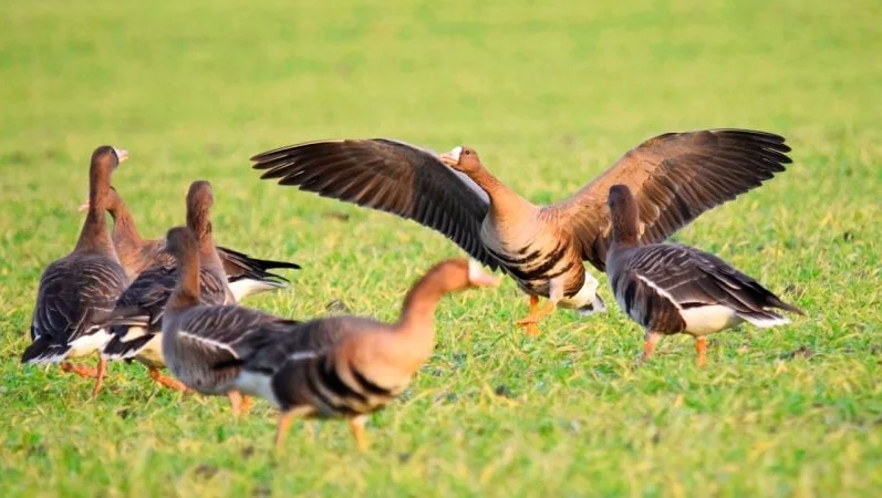 Vidéo : une oie rieuse protège sa famille contre un renard