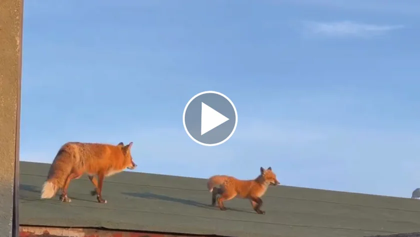 [Vidéo] 2 renards se promènent sur les toits