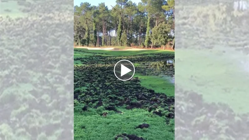 [Vidéo] Les sangliers ont ravagé le golf de Moliets