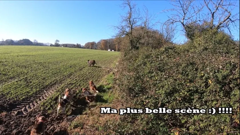 [Vidéo] Superbe chasse aux sangliers avec des beagles