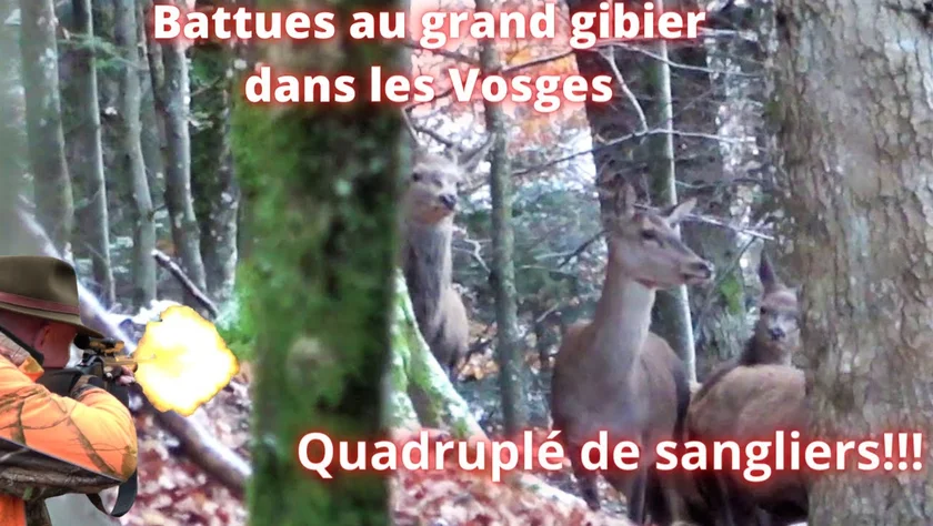 [Vidéo] 4 sangliers au même poste dont 1 triplé