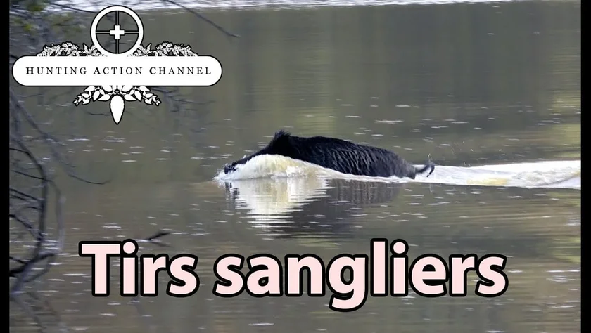 Vidéo : battue aux sangliers