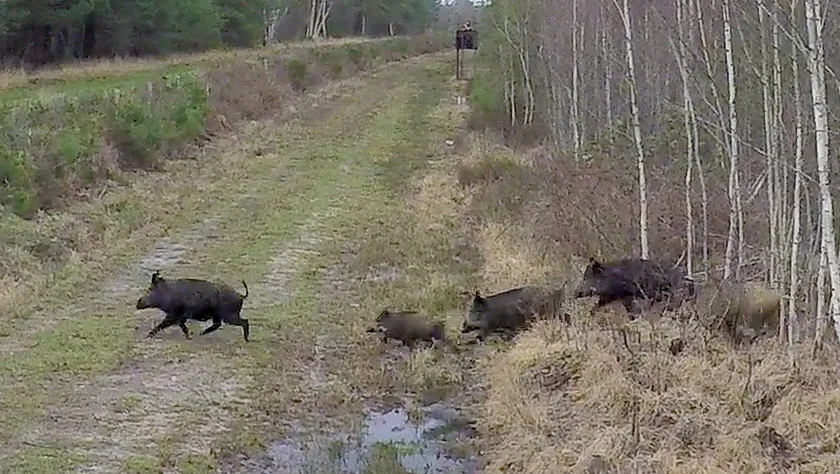 [Vidéo] Best of chasse en battue 2019/2020