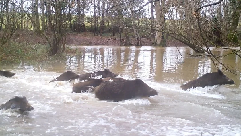 [Vidéo] Best-of saison de chasse 2020/2021