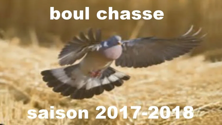 Vidéo : chasse à la palombe au poste (à tir)
