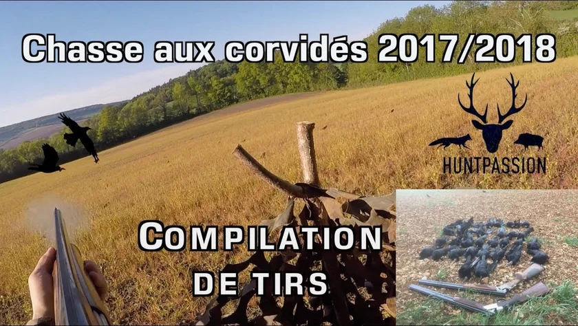Vidéo : chasse aux corvidés – compilation de tirs