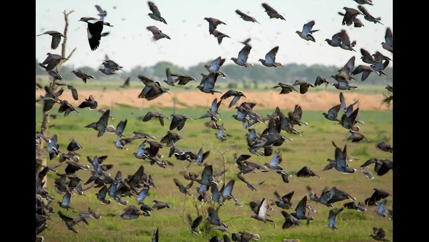 Vidéo : chasse aux migrateurs en Argentine