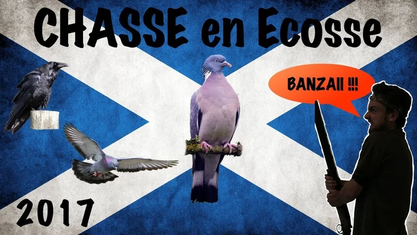 Vidéo : chasse aux pigeons en Ecosse