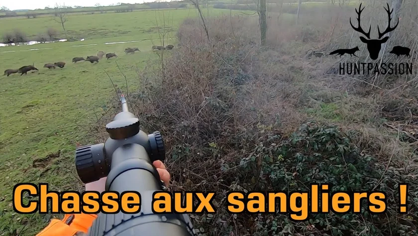 [Video] Chasse aux sangliers 2021