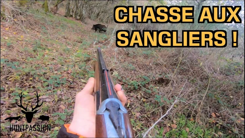 [Vidéo] Chasse aux sangliers et chevreuils